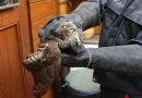 Bayern: Feuerwehr Augsburg versorgt verletzten Greifvogel