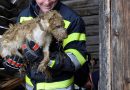 Stmk: Feuerwehr befreit Hund aus Dachsbau