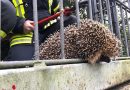 Deutschland: Feuerwehr in Bonn befreit eingeklemmten Igel aus Metallzaun