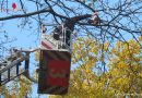 Deutschland: Feuerwehr holt verfangenen Rotschwanzbussard aus Geäst in 20 m Höhe