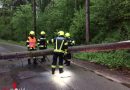 Oö: Feuerwehr Garsten entfernt umgestürzten Baum