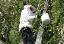 Oö: Feuerwehr siedelt Bienenschwarm neben der Volksschule um