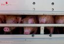 Deutschland: Schweine in Not – Feuerwehr Gelsenkirchen hilft 500 Schweinen in überhitztem Tiertransporter