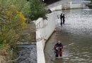 Stmk: Rettung dreier Schwäne in Bruck an der Mur