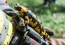 Oö: Bei Wiesenbrand in Linz Feuersalamander entdeckt