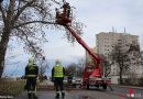 Nö: Feuerwehr in Maria Enzersdorf beseitigt absturzdrohendes Geäst