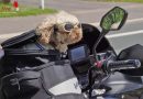 Seitenblick zur Polizei: Der Biker-Hund