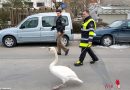 Bayern: Geleitschutz für einen Schwan in München