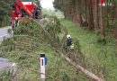 Bgld: Feuerwehr Pinkafeld entfernt umgestürzten Baum