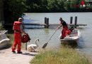 Oö: Verletzter Schwan von der Feuerwehr aus der Enns gerettet