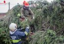 Schweiz: Frau wird in Bümpliz von einem umfallenden Baum eingeklemmt