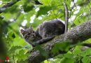 Oö: Verängstigte Katze in Thalheim bei Wels von hohem Baum gerettet