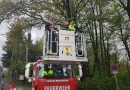 Ktn: Feuerwehr Villach holt mit Drehleiter Katze aus rund 12 m Höhe vom Baum