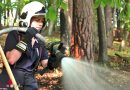 Stmk: Bodenfeuer im Wald in Weiz