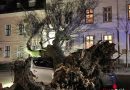 Wien: 15 m hoher Baum stürzte um und begrub Pkw unter sich