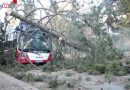 Wien: Linienbus kollidiert mit umstürzendem Baum → zwei Verletzte