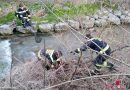 Nö: Feuerwehr Wiener Neudorf rettet Entenfamilie