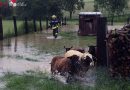 Oö: Hochwasser erreicht Pramtal – Einsatzserie für die FF Andorf