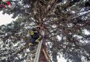 Nö: Katze Ranni sitzt auf Baum fest