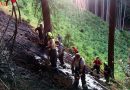 Stmk: Mehrstündiger Einsatz bei Waldbrand in Arndorf