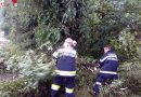 Stmk: Zwei umgestürzte Bäume von der Feuerwehr entfernt