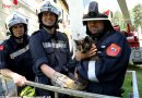 Nö: Katze in Zwischendecke gefangen: Erfolgreicher Rettungseinsatz für Stubentiger!