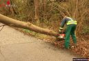 Oö: Beseitigung eines umgestürzten Baumes