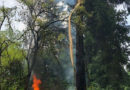 Ktn: Brennender Baum im Wald in Klagenfurt