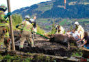 Tirol: Pferd in Kitzbühel in Jauchegrube eingebrochen