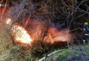 Bgld: Waldstück in Jois in Flammen → schwierige Löschbedingungen