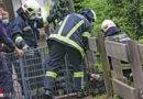 Oö: Rehbock in Wels aus dem Mühlbach gerettet