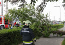 Oö: Baum stürzt in Wels während Kaltfrontsturm auf Kleintransporter → Lenker befreit