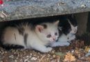 Oö: Babykatzen in Ansfelden unter Grabstein gefangen