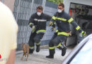 Oö: Welser Feuerwehr auf Rehkitz-Fang