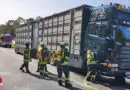 D: Heiße Bremsen an Viehtransporter bei Werne