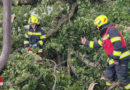 Oö: Feuerwehr Sand bei umgestürztem Baum im Einsatz