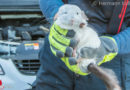 Oö: Vier Chinchillas ausgesetzt → Feuerwehr holt Tier aus Motorraum