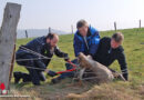 D: Polizei als Freund und Helfer für völlig in Weidezaun verhedderten Hirsch