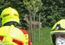 Nö: Feuerwehr lockt in Pfaffstätten im Wohngebiet verirrten Rehbock in Anhänger