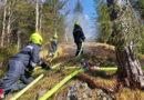 Nö: Erster Waldbrand 2021 im Bezirk Lilienfeld in St. Aegyd