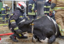 Nö: Bauernhof-Großbrand in Laab → umherlaufende Kühe behindern Drehleiter-Aufstellplatz: 150 Tiere gerettet