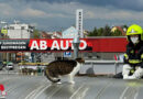 Nö: Katze am Dach des Waschplatzes auf Tankstelle in Schwechat