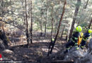 Nö: Feuerwehreinheit für Waldbrandbekämpfung erneut in Wr. Neustadt eingesetzt