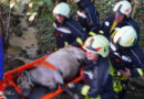 Nö: Feuerwehr rettet in Bach gestürztes Pony per Korbschleiftrage