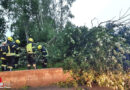 Nö: Umgestürzter Baum während Unwetter über Waidhofen  / Thaya am 25.07.2021