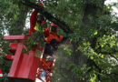 Oö: Feuerwehr musste in Marchtrenk Baum wegen „Gefahr in Verzug“ abtragen