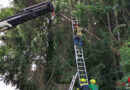 Stmk: Baum drohte in Kapfenberg auf Straße und ein Garagendach zustürzen