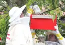 Nö: Imker-Einsatz der Feuerwehr Biedermannsdorf bei Bienenschwarm