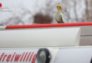 Oö: Vergeblicher Vogelfang durch Feuerwehr und Ordnungsamt in Wels