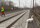 Oö: Verletzter Schwan in Gleisbereich Nettingsdorf